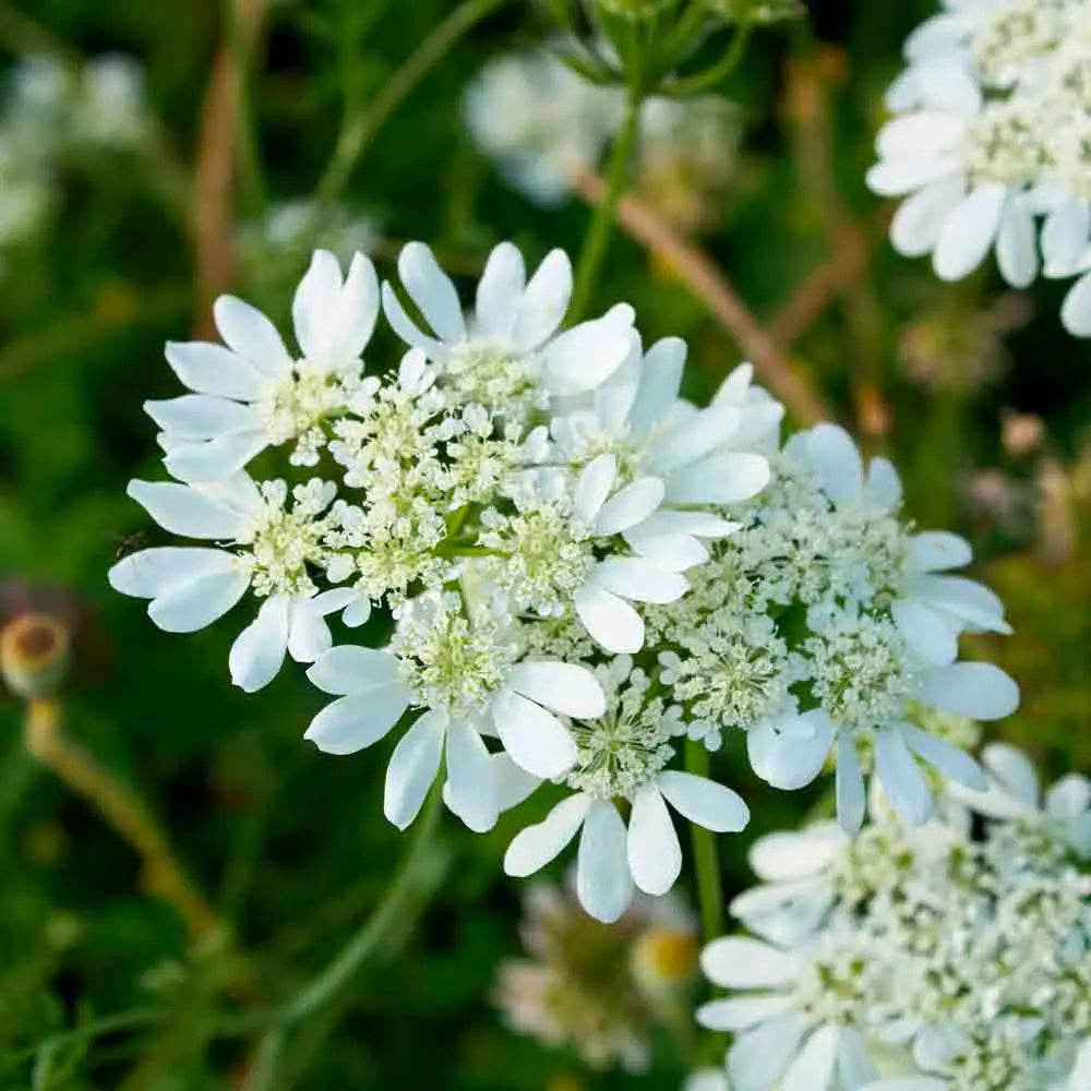 Orlaya Flower seeds for Planting - Seasonal Bloomer, Heirloom & GMO Free Seeds for Home Garden