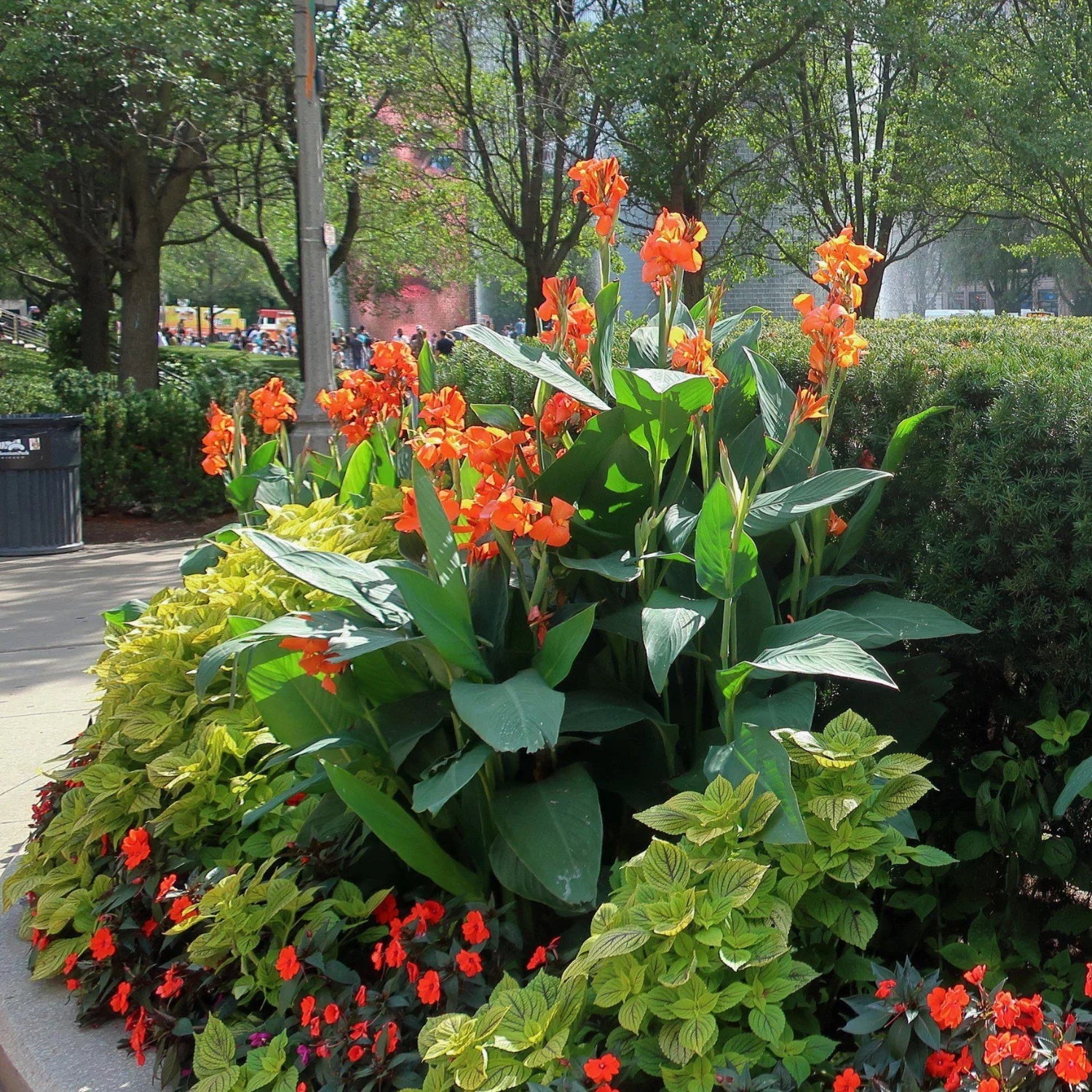 Canna Lily Flower Planting Seeds for a Colorful Garden Transformation - Evergrowseeds