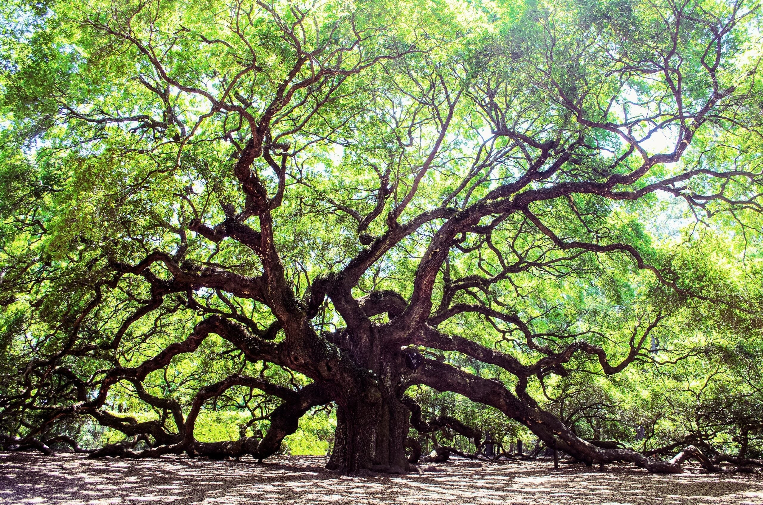 Majestic Growth: Rare Oak Tree Seeds For Planting Plant Seeds