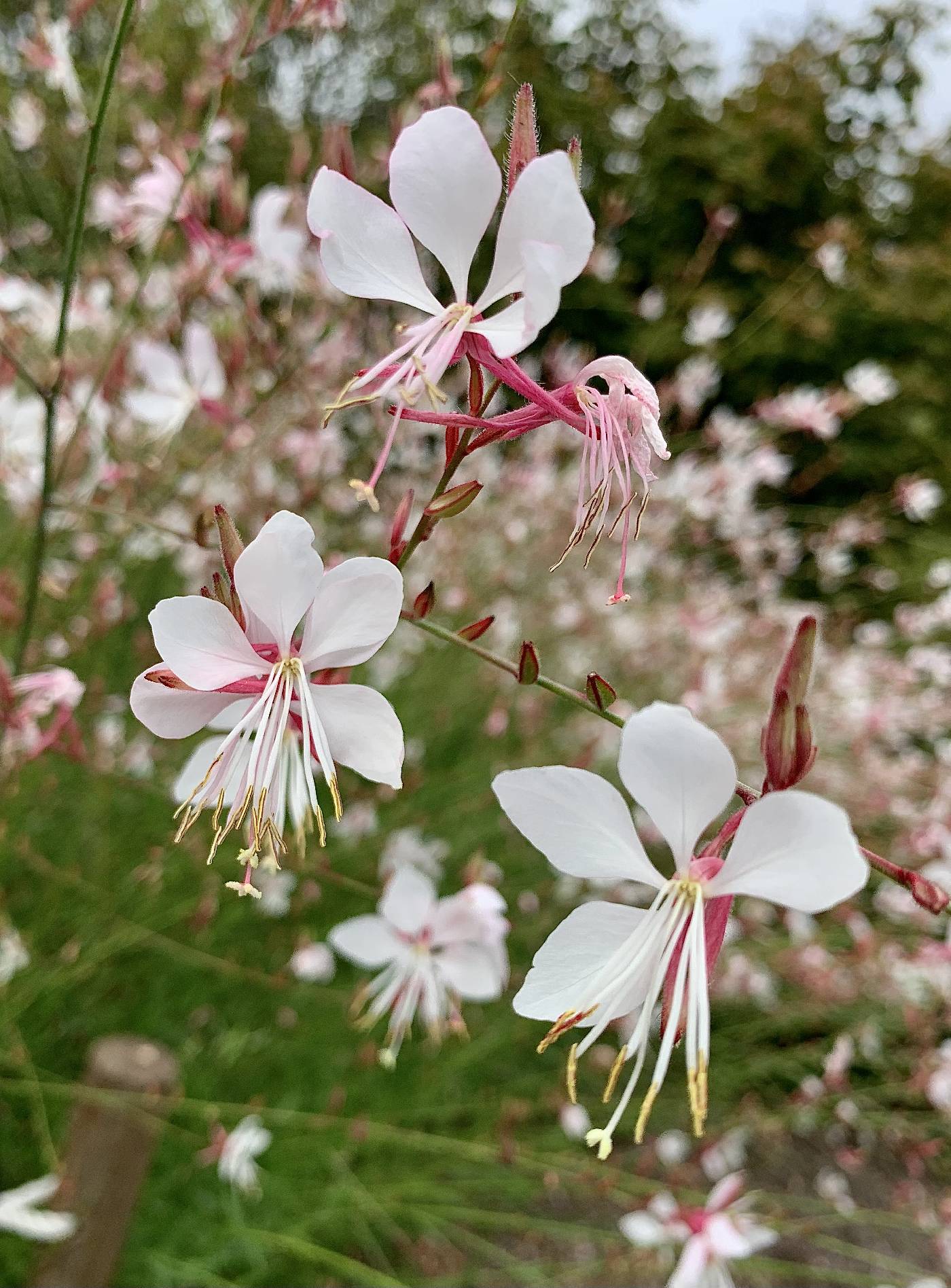 Gaura Flower seeds for Planting - Sun Loving, Heirloom & GMO Free Seeds for Home Garden