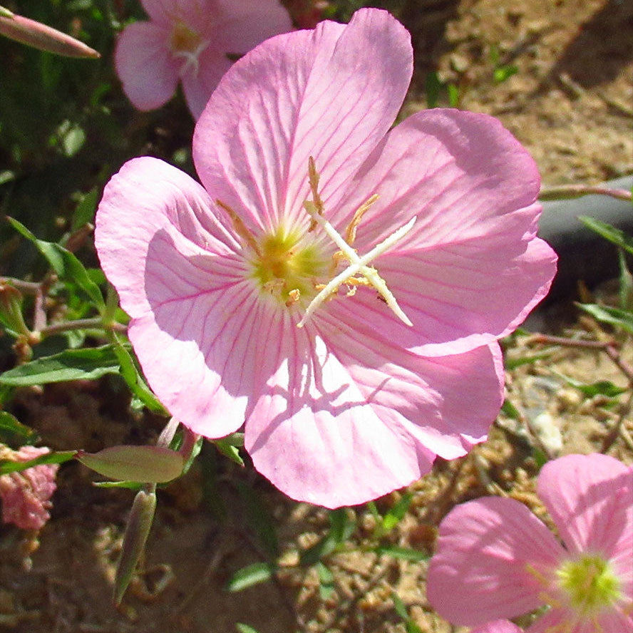 Oenothera speciosa (Mexican or Showy Evening Primrose)Flower Seeds for Planting Flower seeds for Planting Bright Blooms