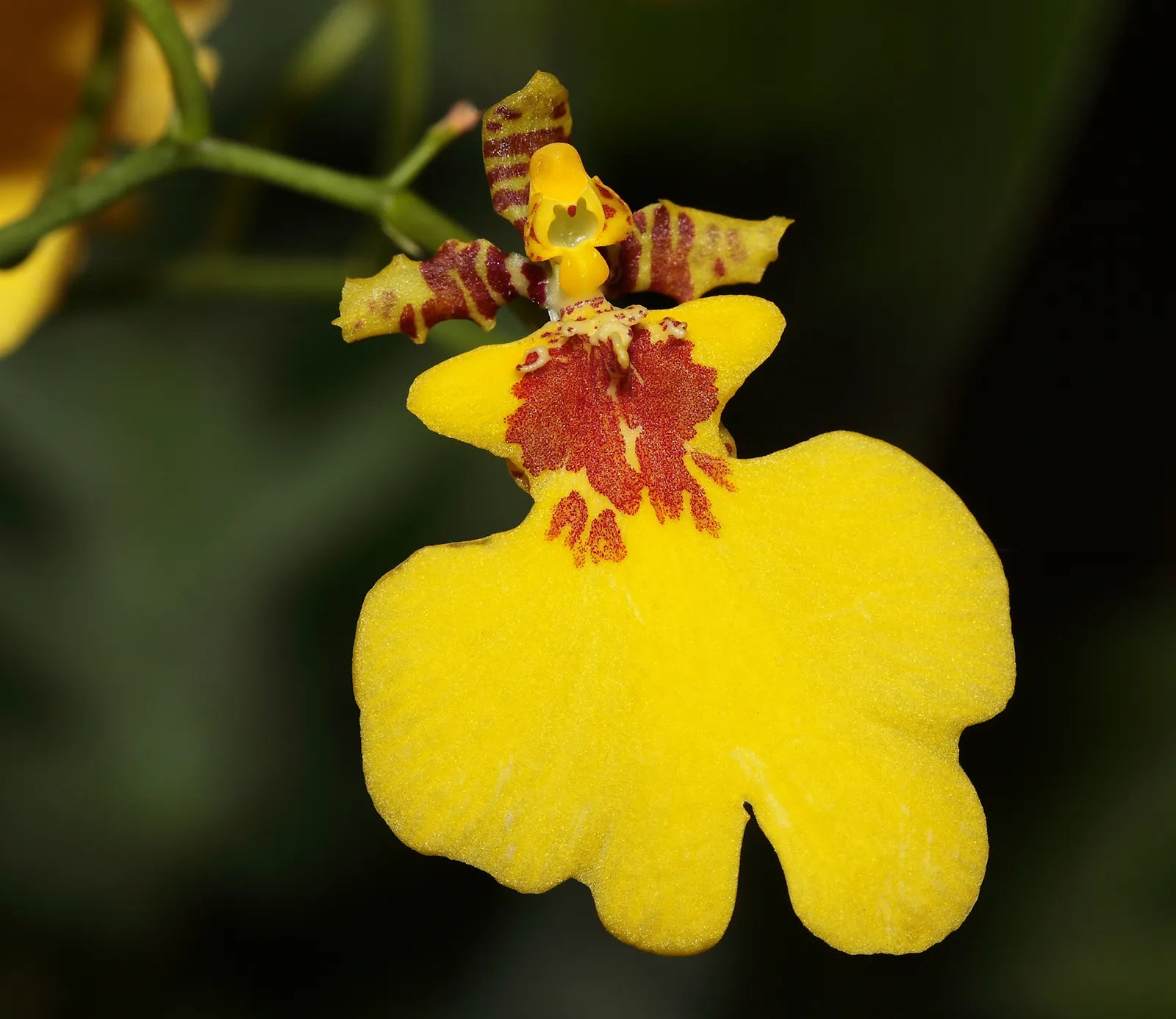 Oncidium Orchid Flower Seeds - Expert Planting Tips for Vibrant Blooms