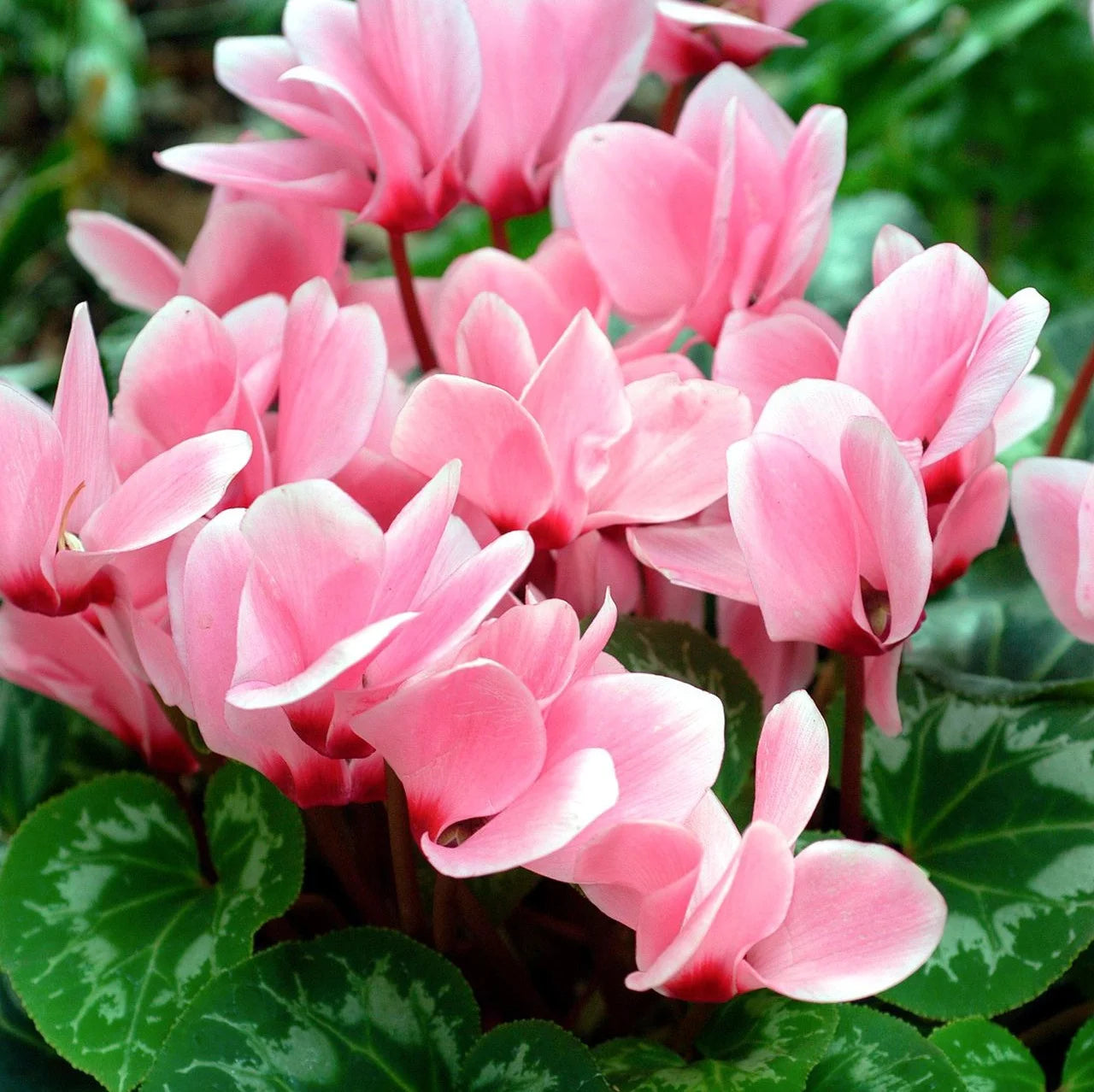 Pale Pink Cyclamen Flower seeds for Planting - Shade Tolerant, Heirloom & GMO Free Seeds for Home Garden