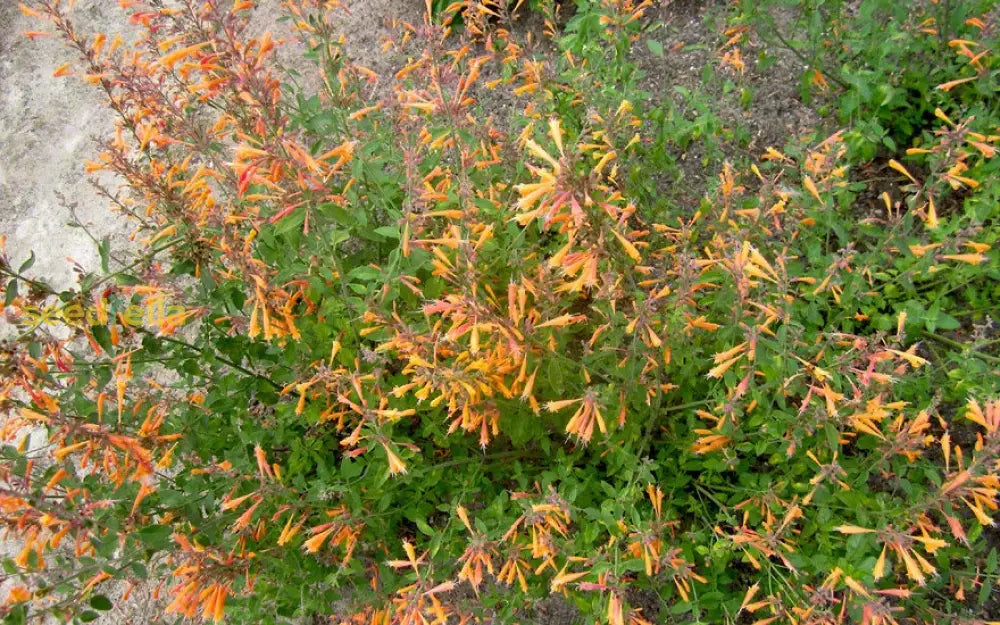 Non-GMO Agastache Navajo seeds