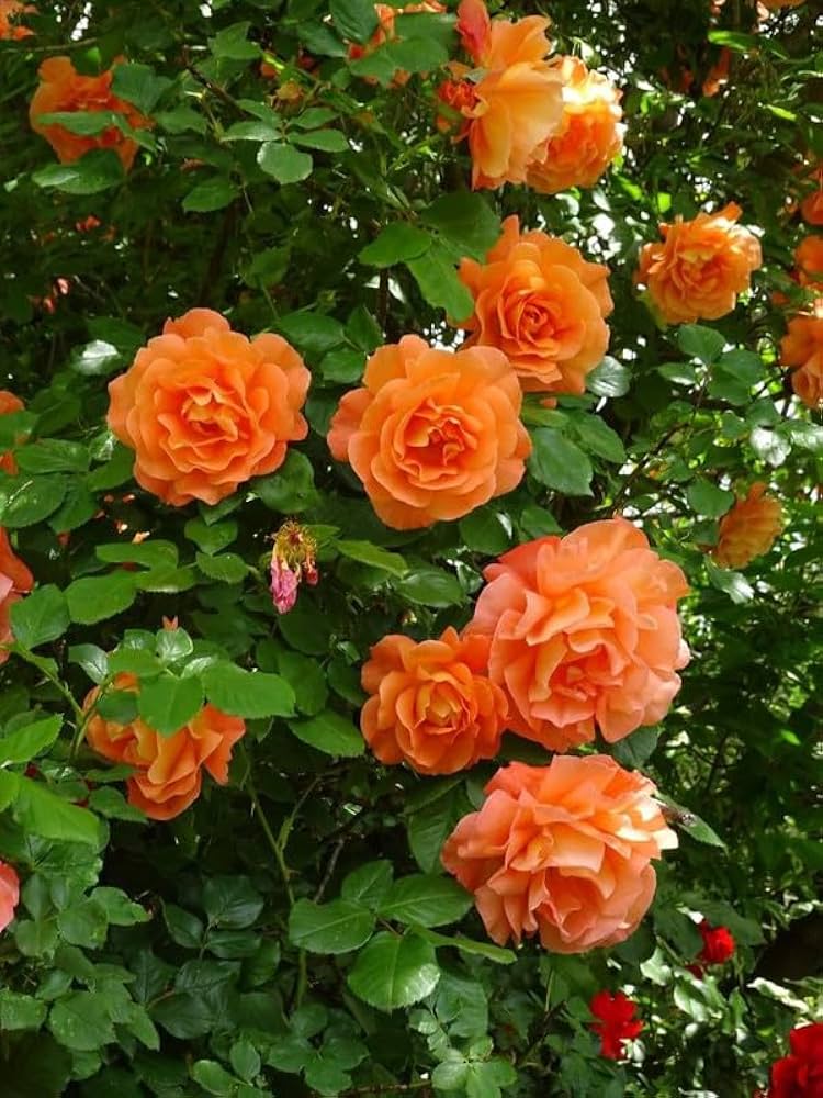 Non-GMO Orange Climbing Rose seeds