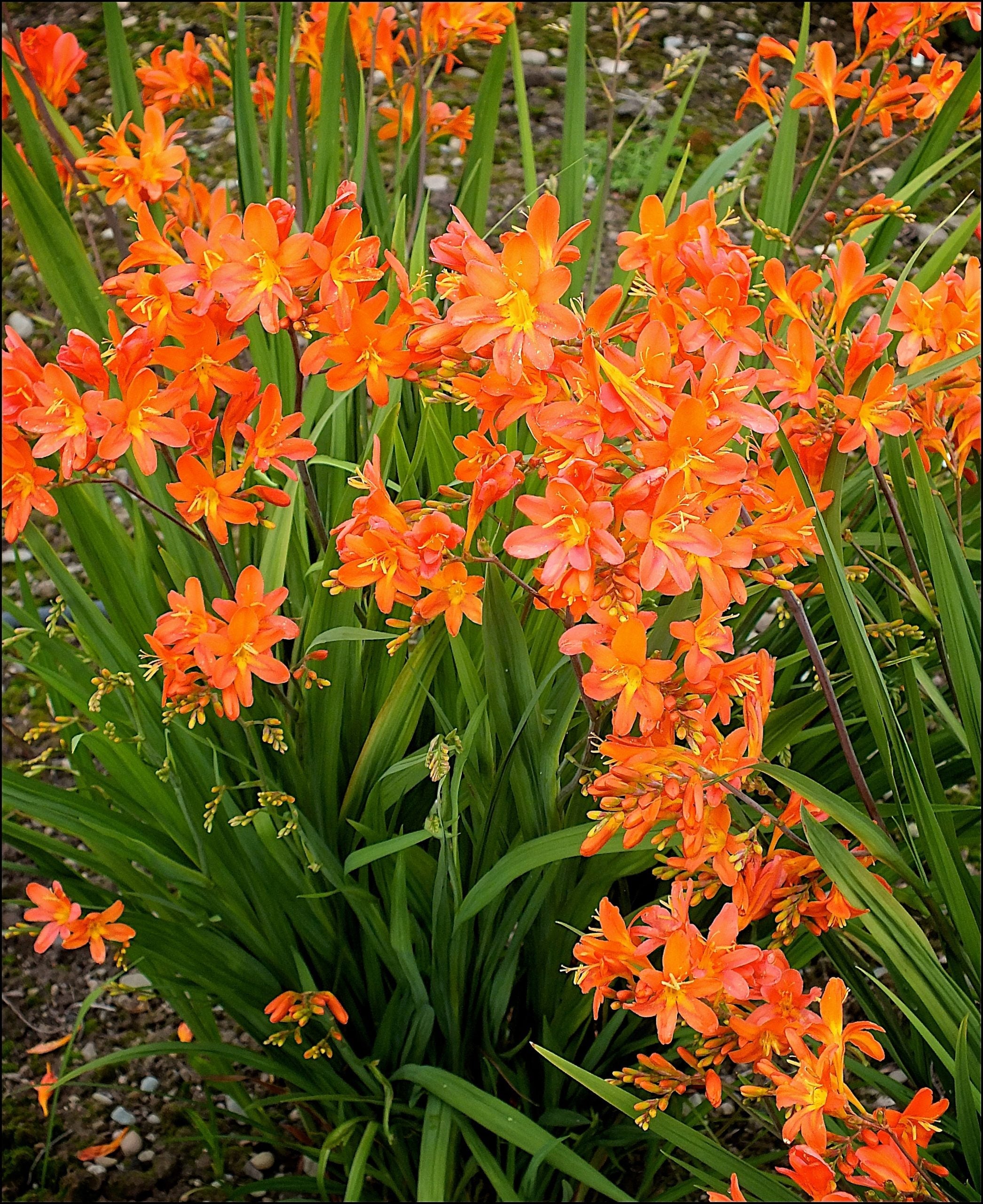 Orange Crocosmia in pollinator garden