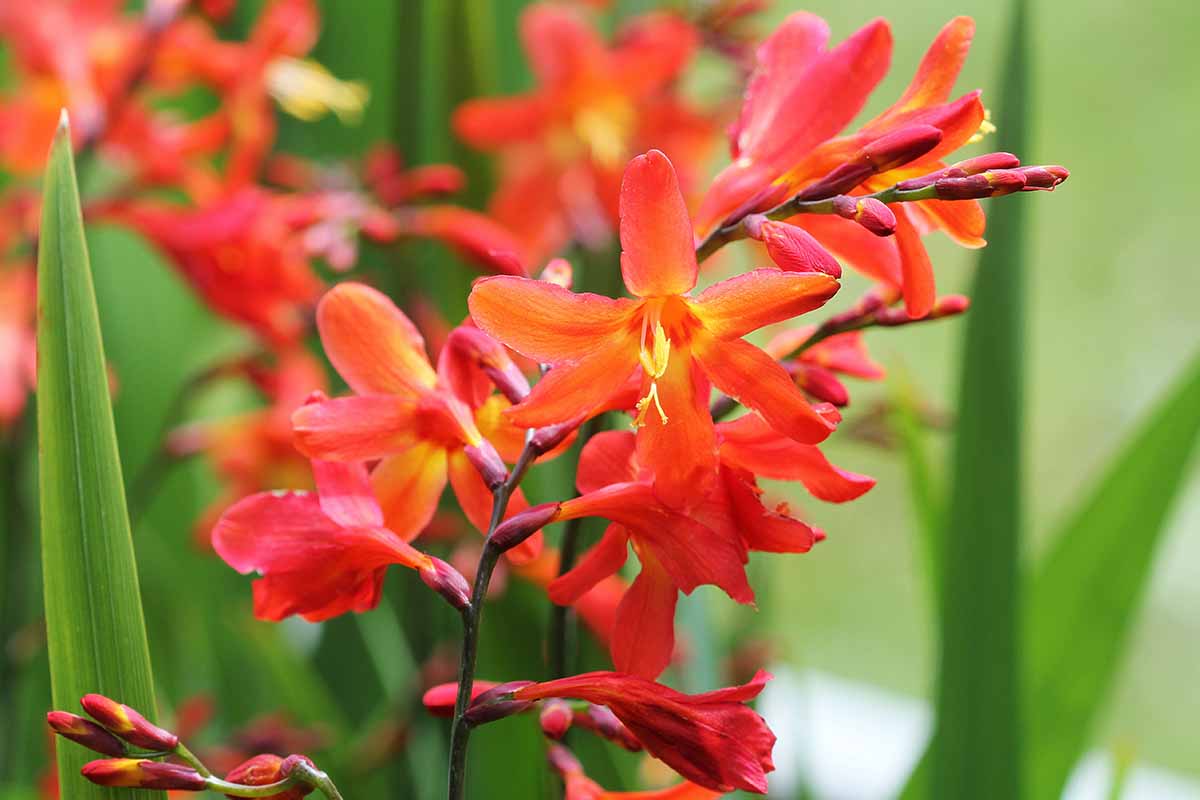 Orange Crocosmia seeds for planting