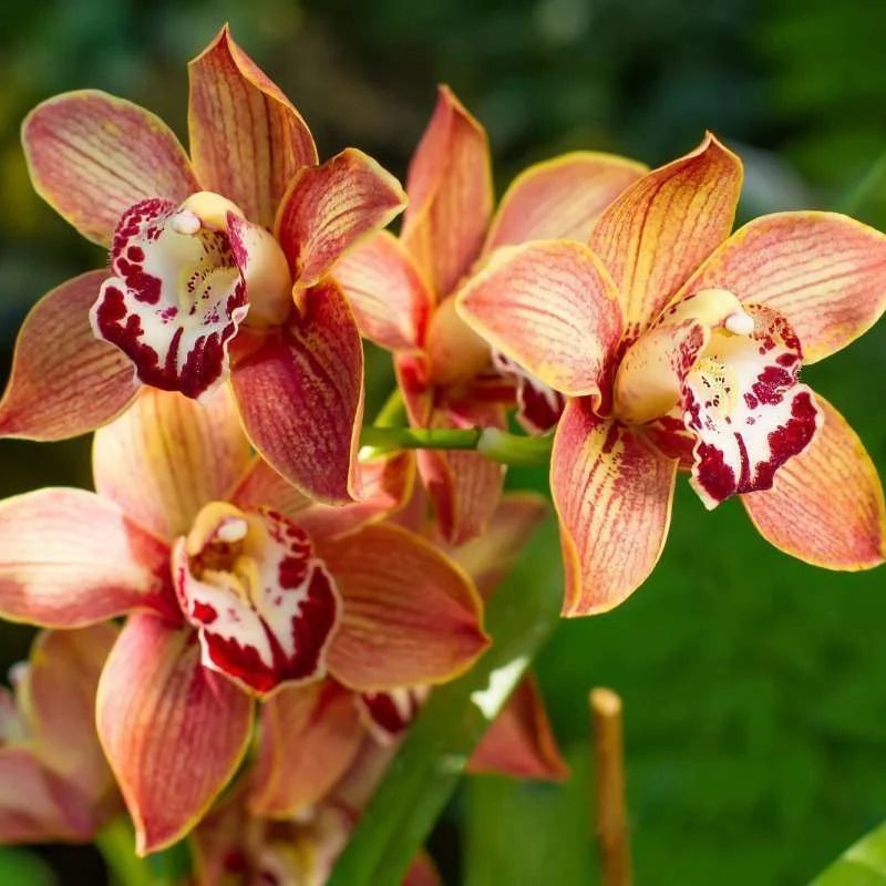 Heirloom Cymbidium Flower seeds for Planting Drought Tolerant Heirloom & GMO Free Seeds for Home Garden