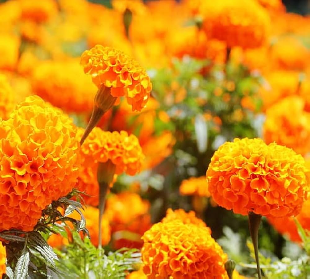 Orange Indica flower seeds for planting