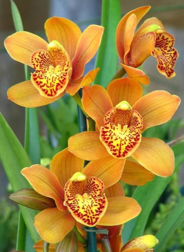 Orange Mini Orchid indoor potted plant