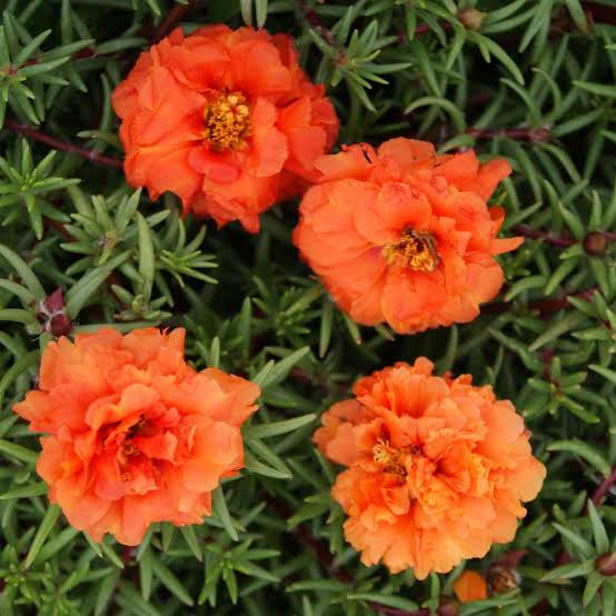Ornamental Orange Portulaca flowering plant