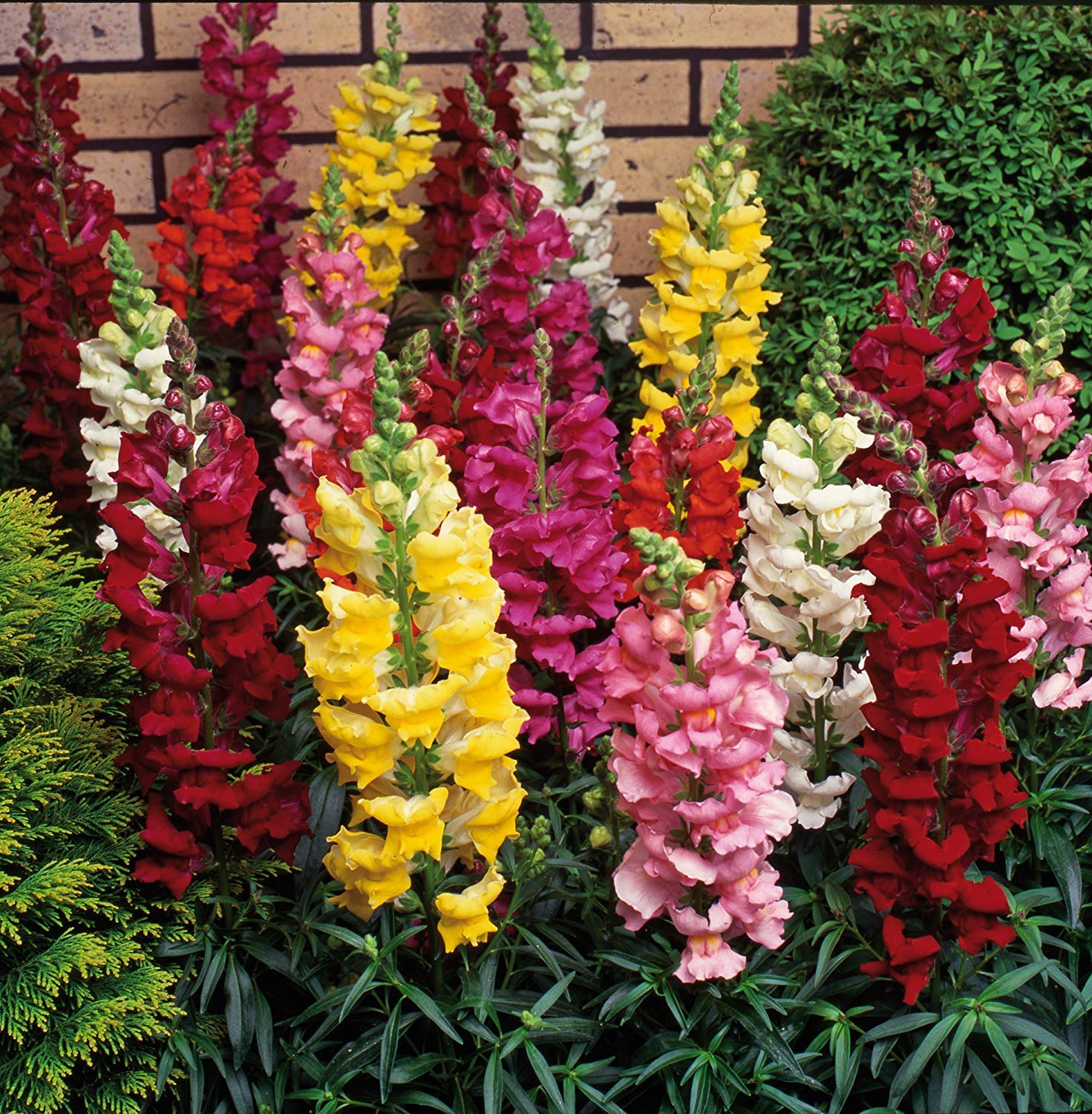 Orange Snapdragons used as cut flowers