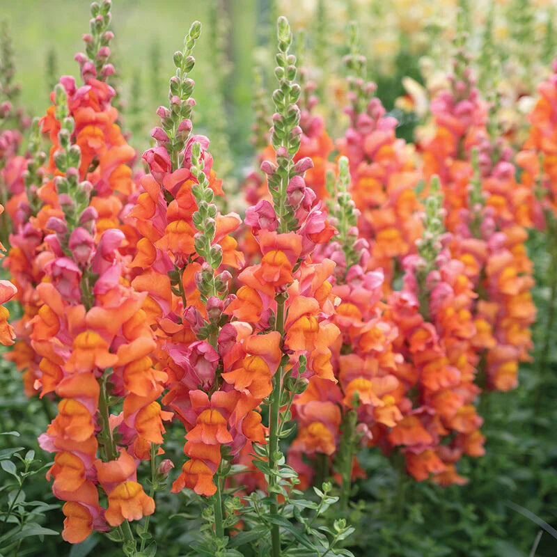 High germination Orange Snapdragon seeds