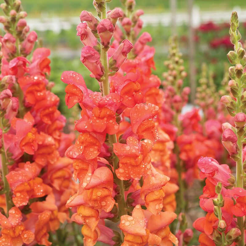 Non-GMO Orange Snapdragon seeds