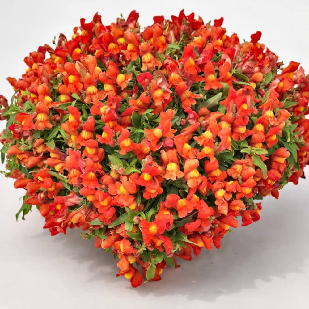 Ornamental Orange Snapdragon flowering plant