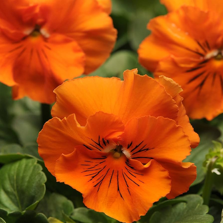 Non GMO Orange Violet Pansy seeds