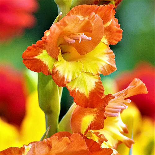 Orange Yellow Gladiolus Flower seeds for Planting - Pollinator Friendly, Heirloom & GMO Free Seeds for Home Garden