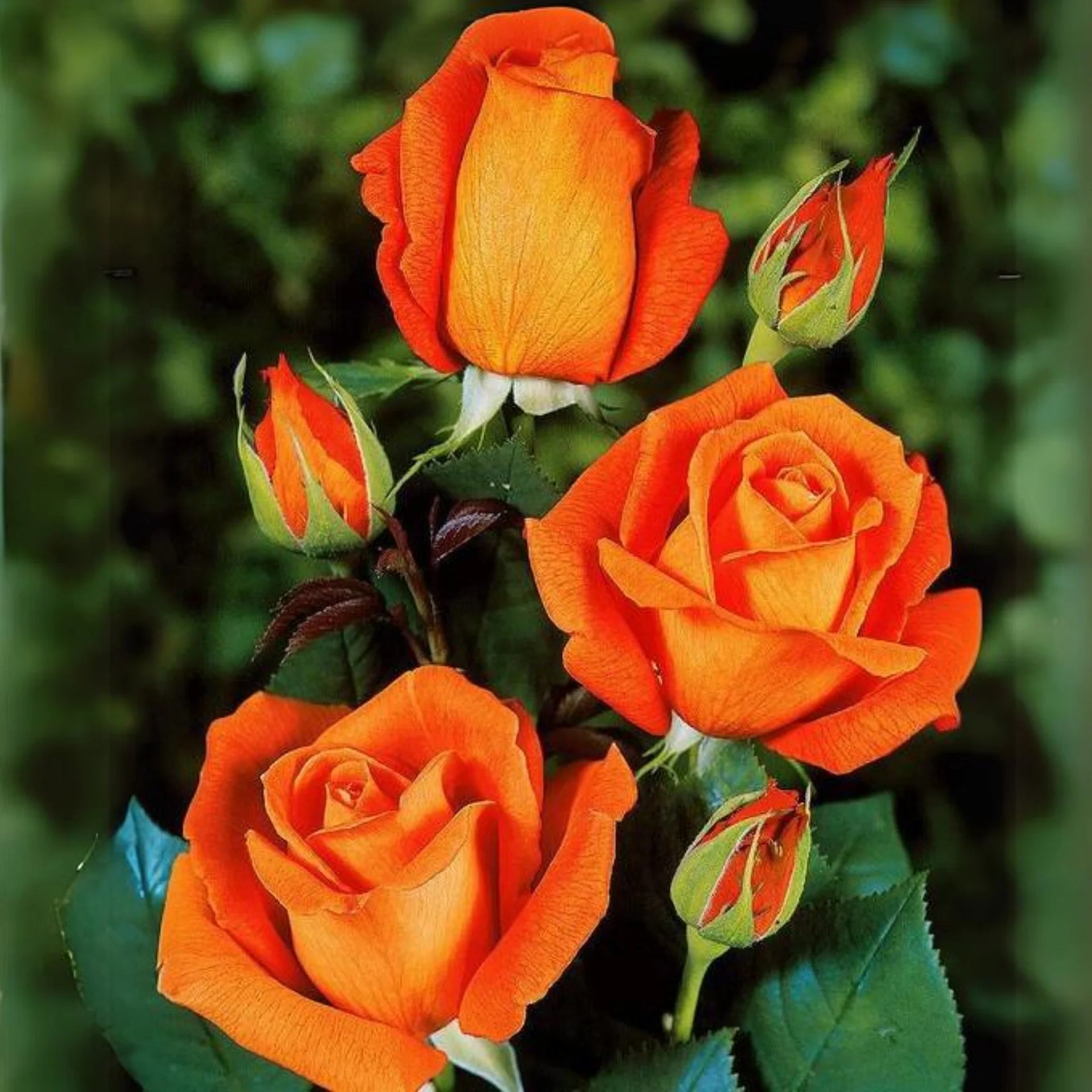 Red Orange Rose Flower seeds for Planting - Colorful Display, Heirloom & GMO Free Seeds for Home Garden