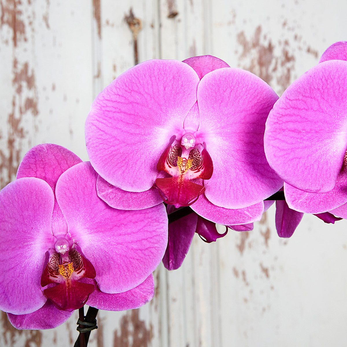 Pink Doritaenopsis Flower seeds for Planting - Easy to Grow, Heirloom & GMO Free Seeds for Home Garden