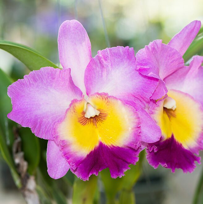 Mixed Cattleya Flower seeds for Planting - Cut Flower Favorite, Heirloom & GMO Free Seeds for Home Garden