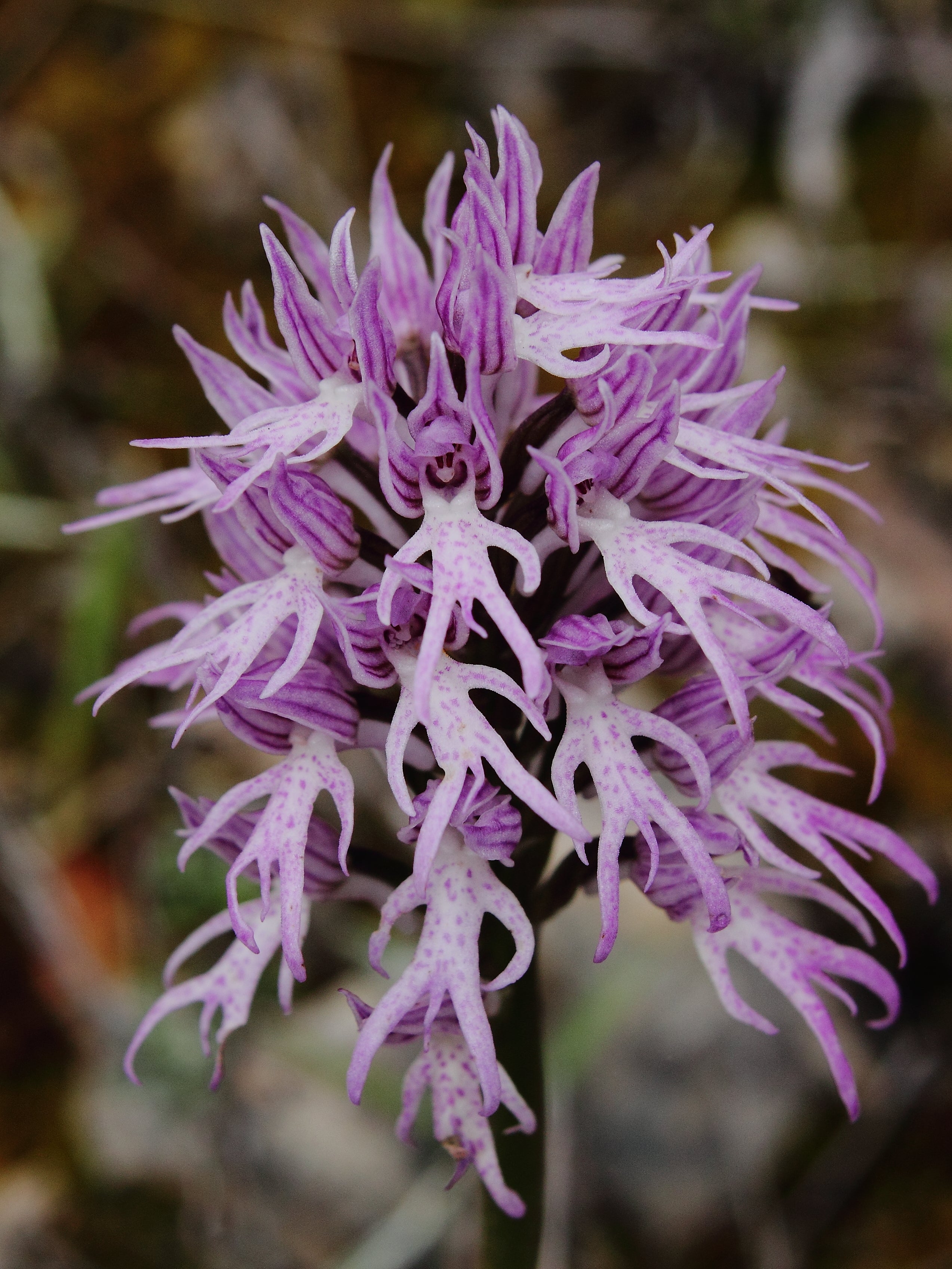 Purple Orchis Italica Seeds for Planting  Vibrant Perennial Blooms