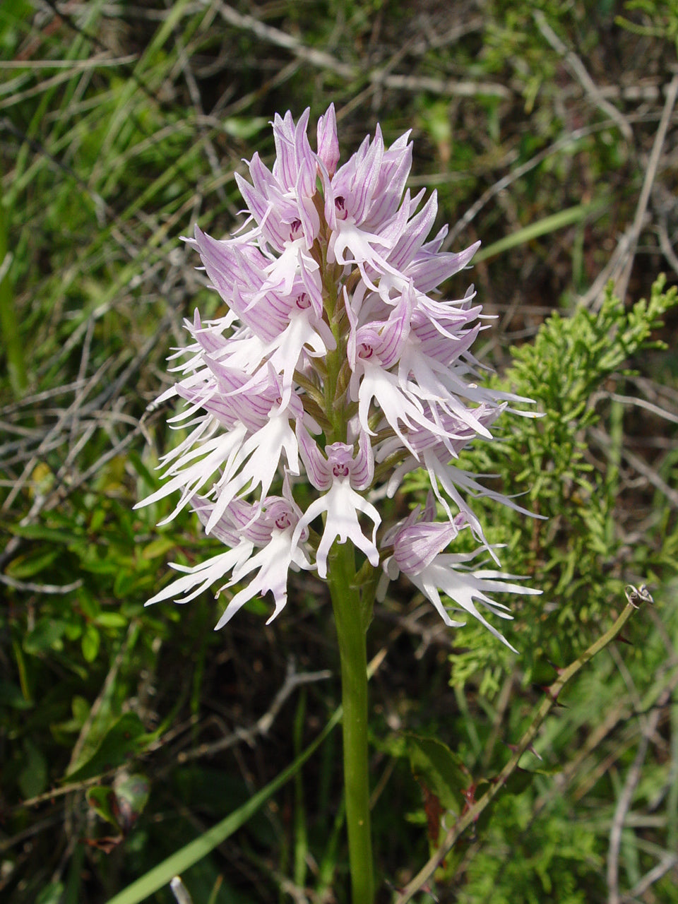 Purple Pyramid Monkey Orchid Flower seeds for Planting - Garden Favorite, Heirloom & GMO Free Seeds for Home Garden