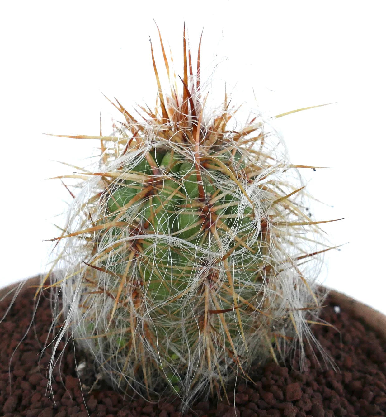 White Oreocereus Celsianus Planting Seeds  Ideal for Adding Unique Texture to Cactus Gardens and Desert Landscapes