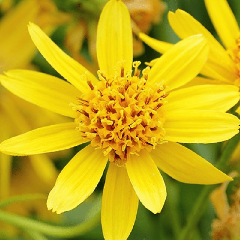 Heirloom Arnica Montana Flower seeds for Planting Seasonal Bloomer Heirloom & GMO Free Seeds for Home Garden