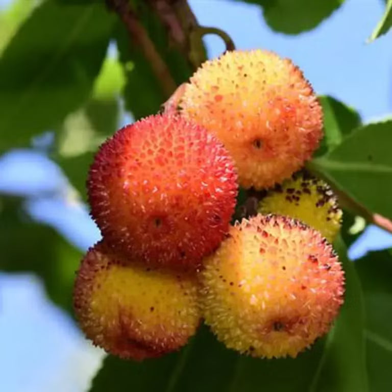 Dark Brown Arbutus Fruit Seeds - Perennial Garden Planting