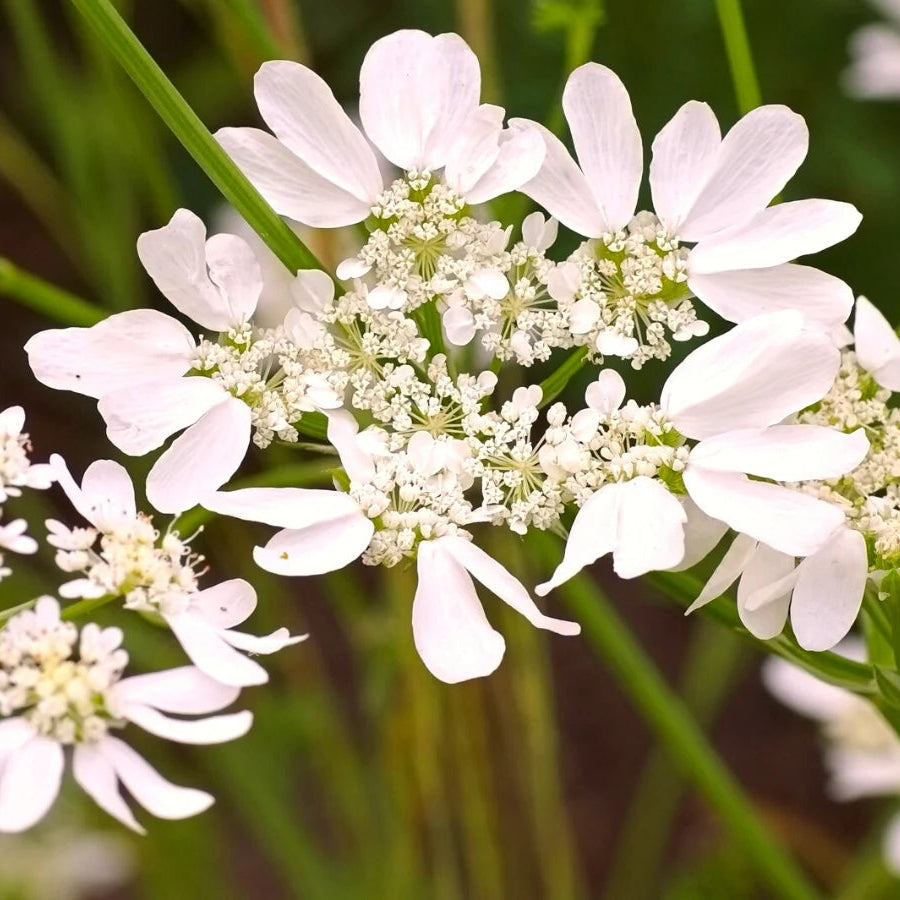 Orlaya Flower seeds for Planting - Seasonal Bloomer, Heirloom & GMO Free Seeds for Home Garden