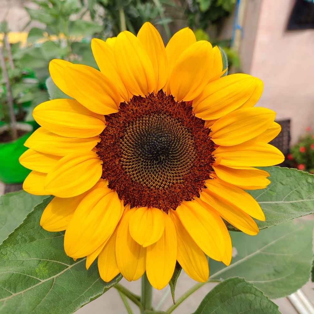SunFlower seeds for Planting Wildflower Mix Heirloom & GMO Free Seeds for Home Garden