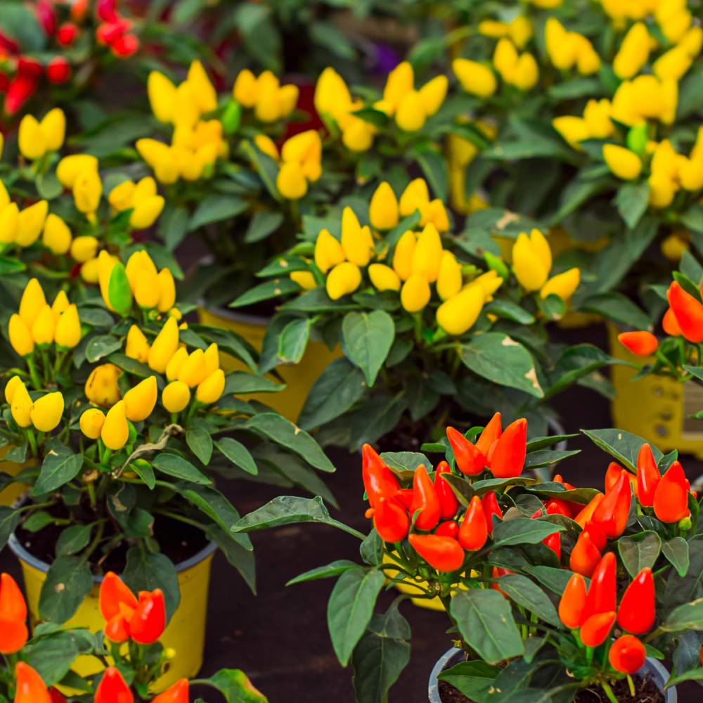 Ornamental Pepper Flower Seeds Mix, Planting