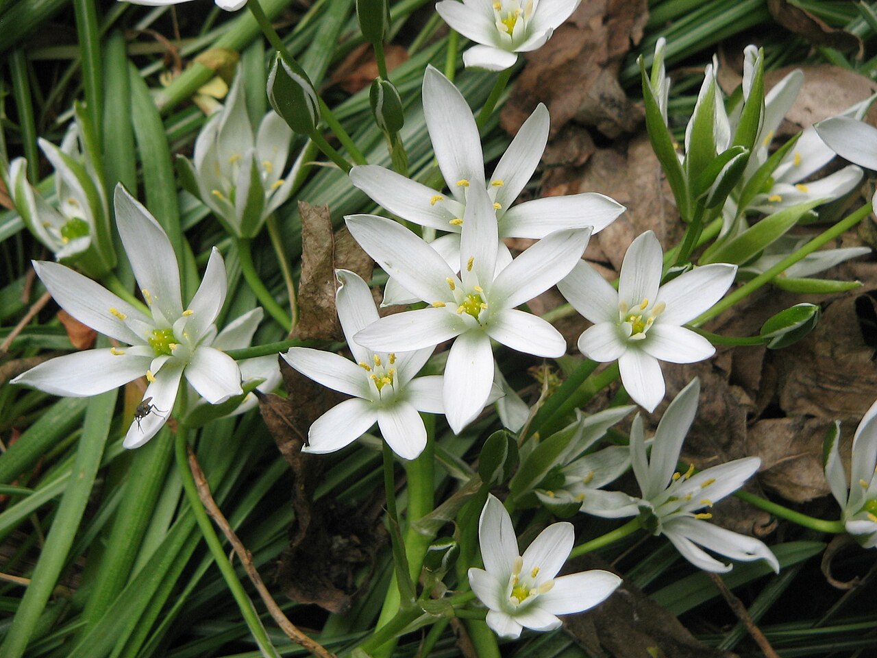 White Nevadensis Flower seeds for Planting - Colorful Display, Heirloom & GMO Free Seeds for Home Garden