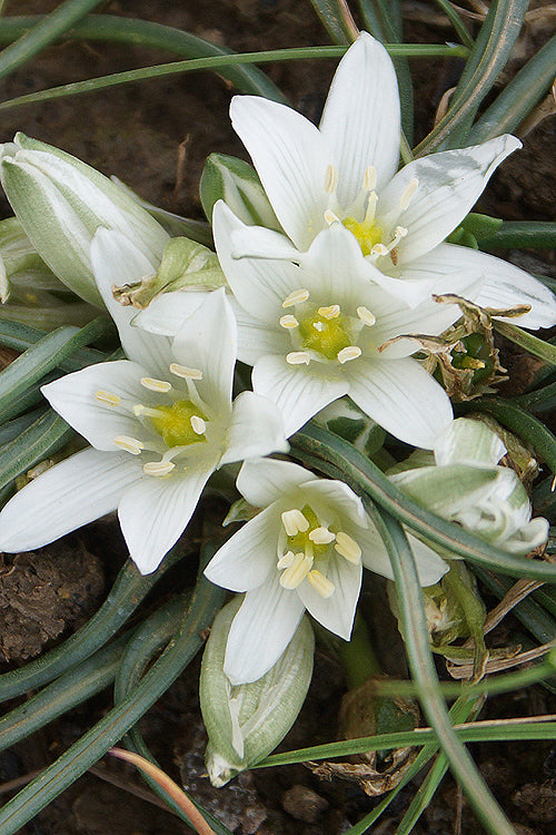 White Nevadensis Flower seeds for Planting - Colorful Display, Heirloom & GMO Free Seeds for Home Garden