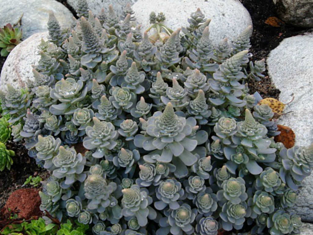 Boehmeri Seeds for Planting  Vibrant Foliage for Your Garden