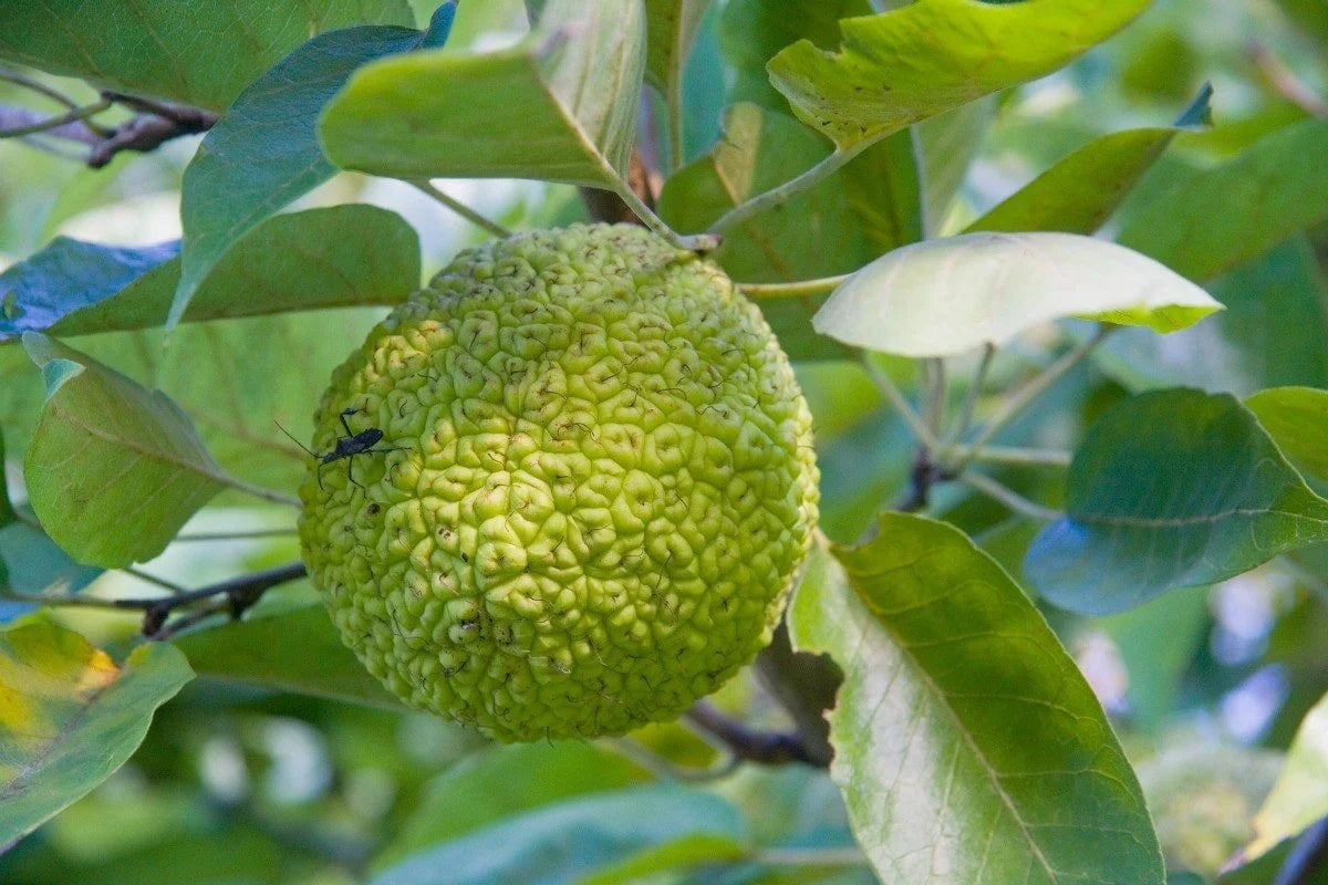 Maclura Fruit Seeds Planting Guide: Tips for Successful Growth