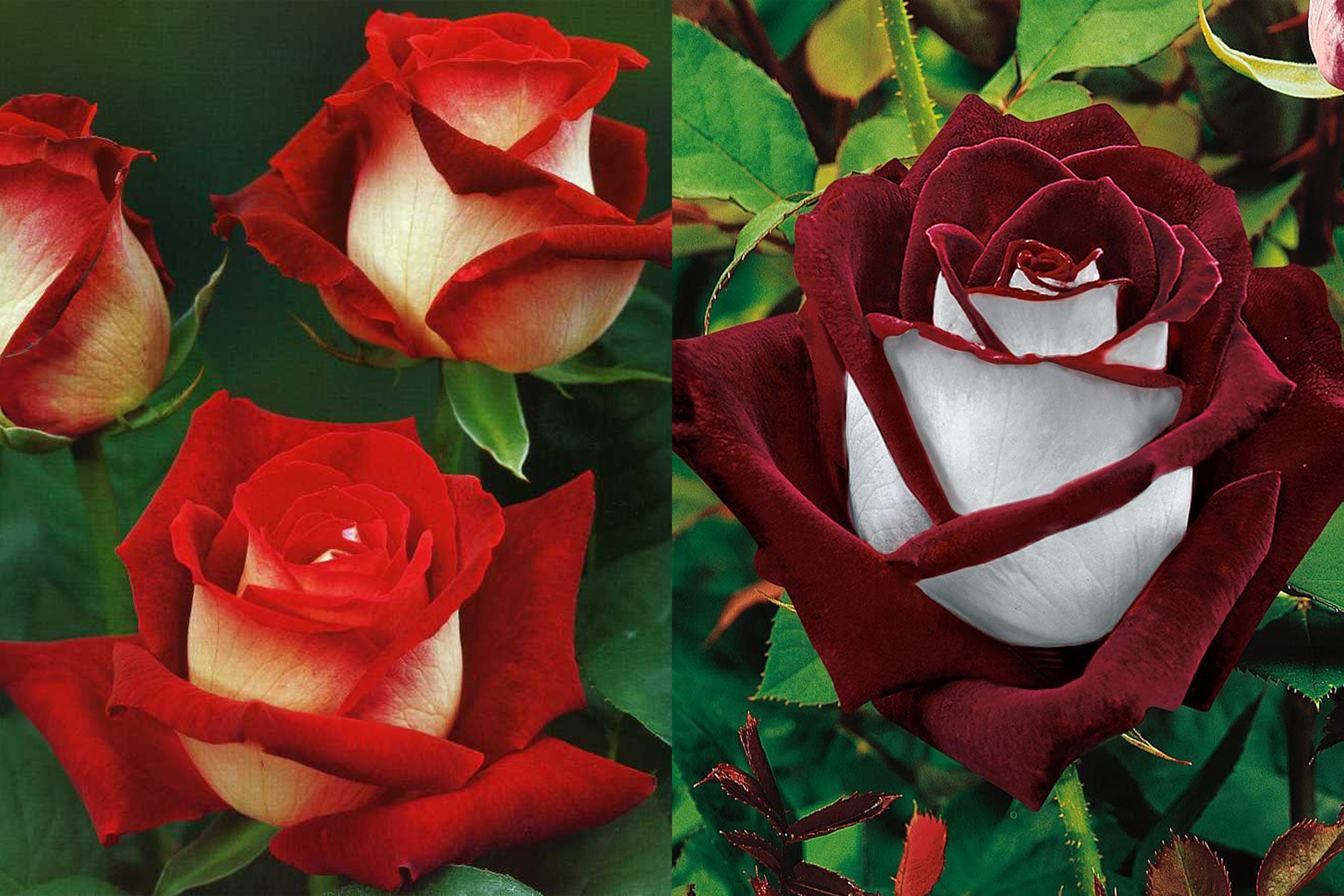 Rare Deep Red and White Osiria Ruby Rose Flower seeds for Planting - Shade Tolerant, Heirloom & GMO Free Seeds for Home Garden