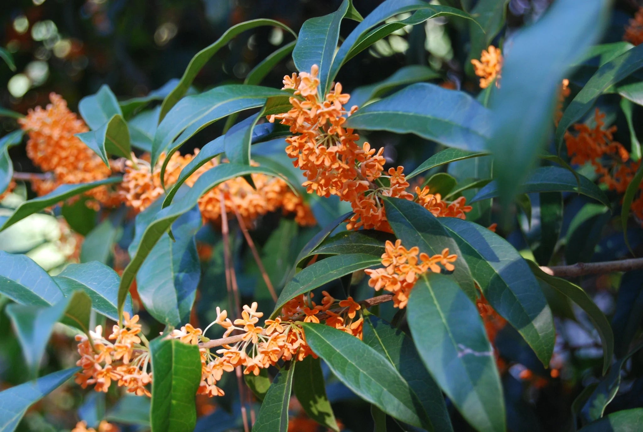 Osmanthus Fragrans Flower seeds for Planting Vibrant Colors Heirloom & GMO Free Seeds for Home Garden