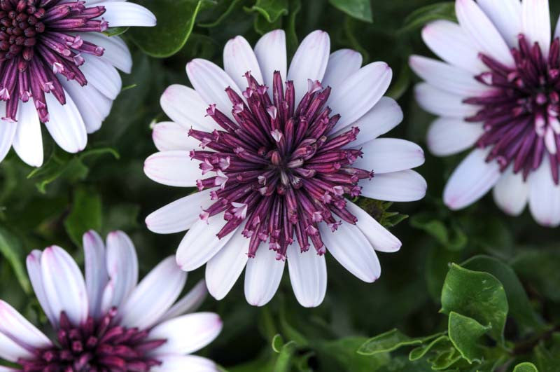 White Purple Omeris Flower seeds for Planting - Sun Loving, Heirloom & GMO Free Seeds for Home Garden