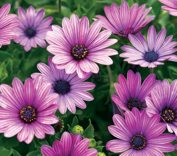 Lavender Osteospermum Flower seeds for Planting - Sun Loving, Heirloom & GMO Free Seeds for Home Garden