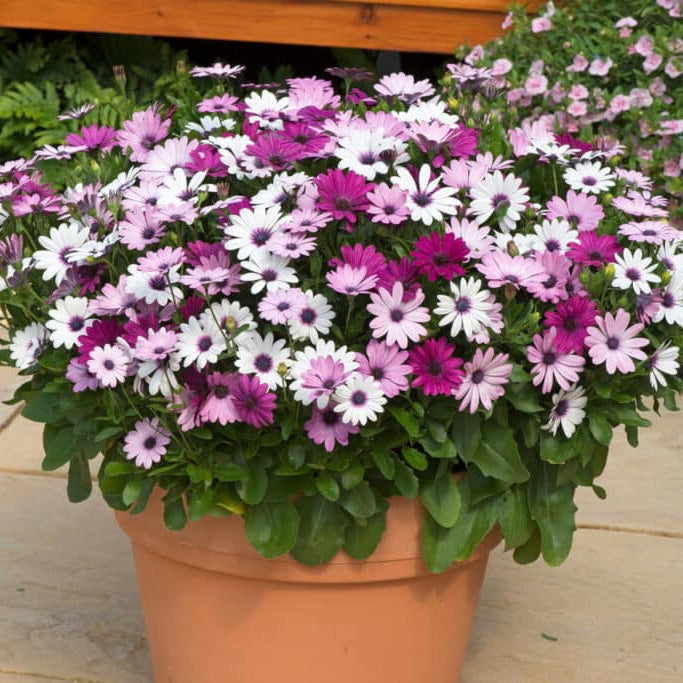 Osteospermum Flower seeds for Planting - Vibrant Colors, Heirloom & GMO Free Seeds for Home Garden