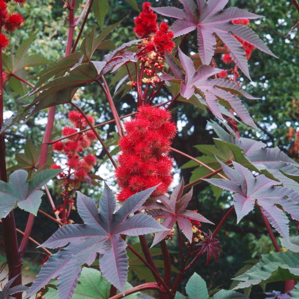 Castor Flower seeds for Planting - Low Maintenance, Heirloom & GMO Free Seeds for Home Garden
 
 Sale for planting in home garden.