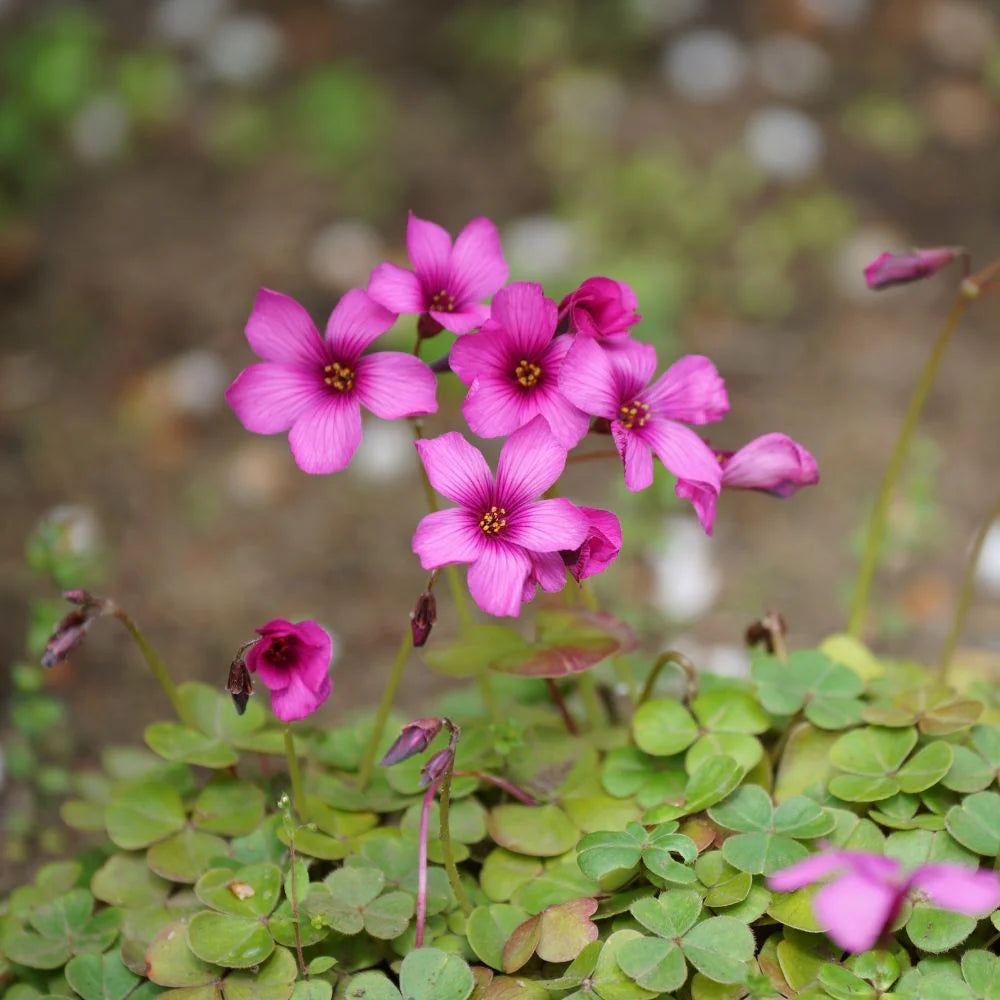 Oxalis Pink Flower Seeds - Perfect for Planting in Your Garden - Evergrowseeds