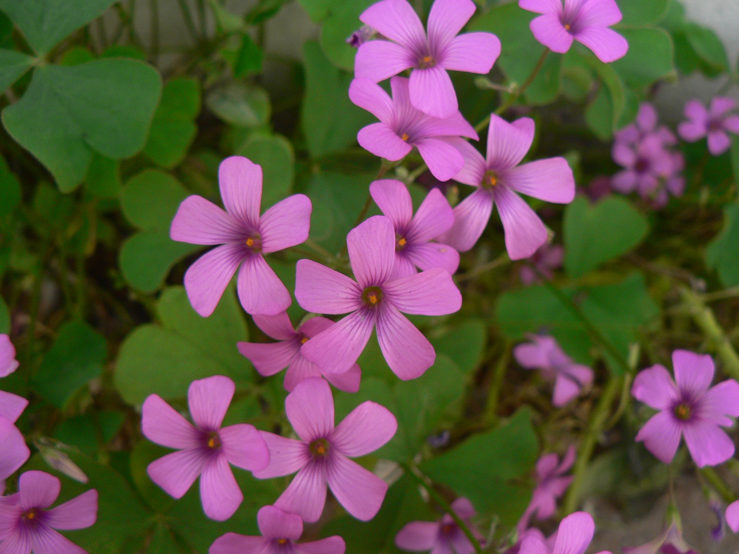 Oxalis Pink Flower Seeds - Perfect for Planting in Your Garden - Evergrowseeds