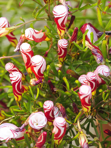 Red White Versicolor Flower seeds for Planting - Garden Favorite, Heirloom & GMO Free Seeds for Home Garden