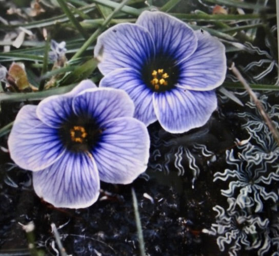 Oxalis Laciniata Flower seeds for Planting - Premium Quality, Heirloom & GMO Free Seeds for Home Garden