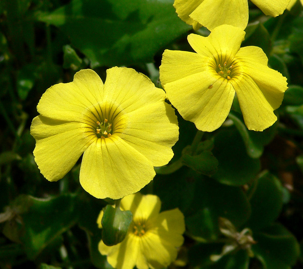 Yellow Bermuda Buttercup Flower seeds for Planting - Hardy Variety, Heirloom & GMO Free Seeds for Home Garden