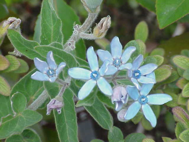 Rare Tweedia Flower seeds for Planting - Drought Tolerant, Heirloom & GMO Free Seeds for Home Garden