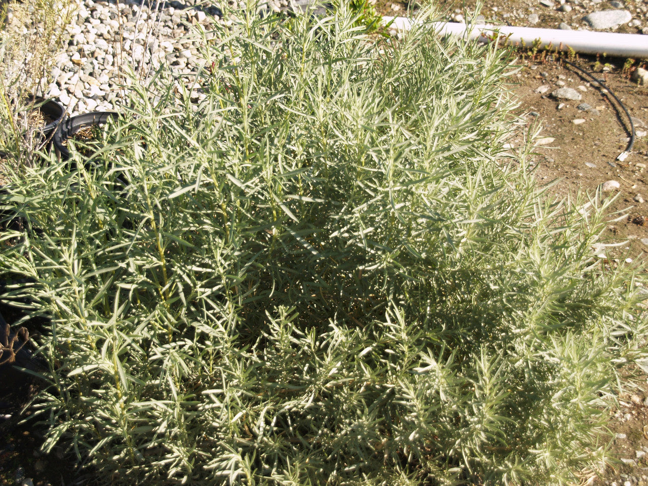 Atriplex Canescens Planting Seeds - Drought-Tolerant Shrub