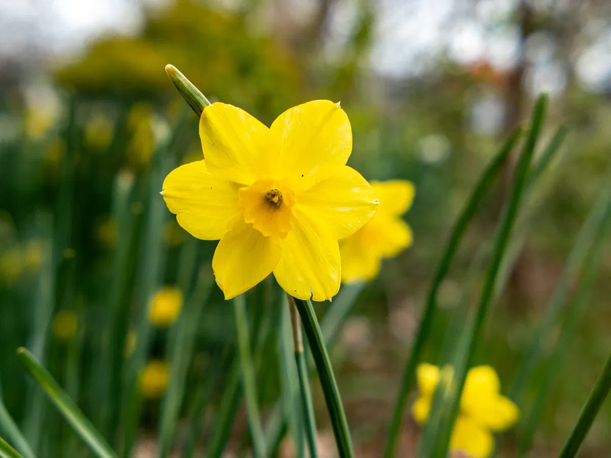 Thick Yellow Narcissus Flower seeds for Planting - Cottage Garden Essential, Heirloom & GMO Free Seeds for Home Garden